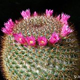 Mammillaria halbingeri ©JL2741 ex Lau1108 Ocotepec, Oax., Mex.jpg